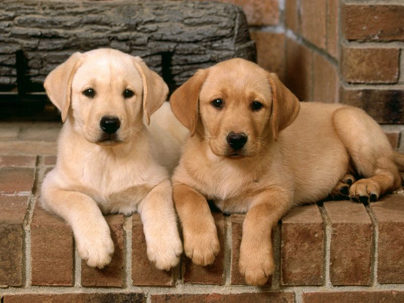 Qué animal eres según Sagitario? Los Horoscopos.org